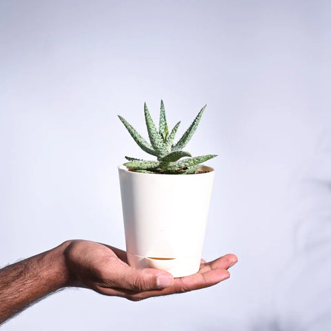 Aloe Blizzard