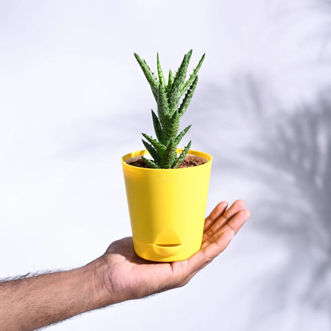Aloe Juvenna