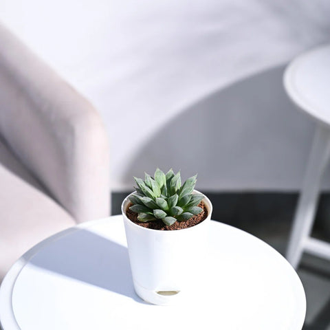 Haworthia Maculata