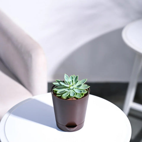 Echeveria Pegasus