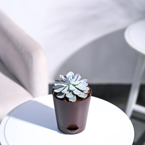 Echeveria Subsesilis Hybrid Silver