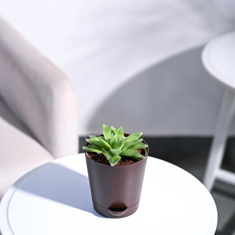 Haworthia Cooperi Fleshy