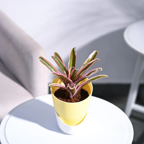 Neoregelia Fallan