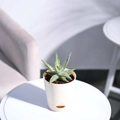 Aloe Blizzard
