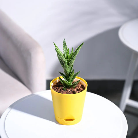 Aloe Juvenna