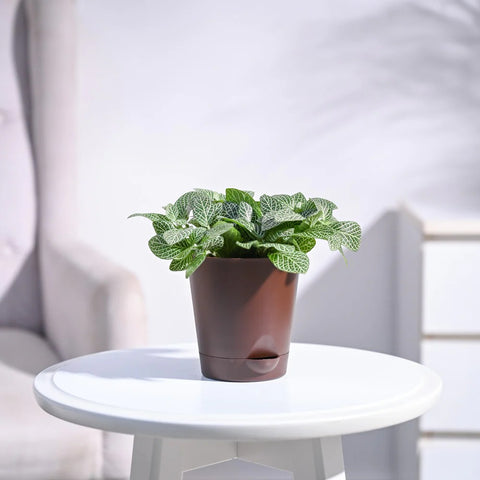 Fittonia White Nerve - Big Leaf