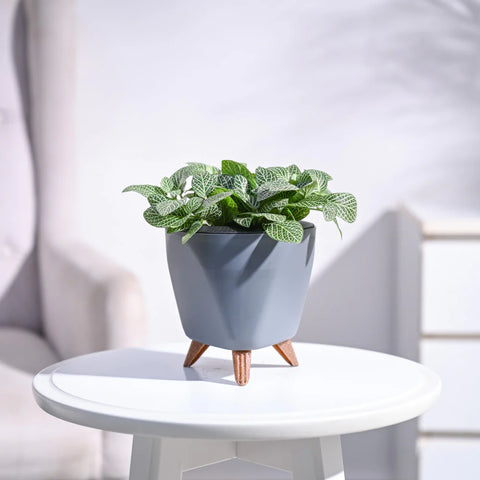 Fittonia White Nerve - Big Leaf