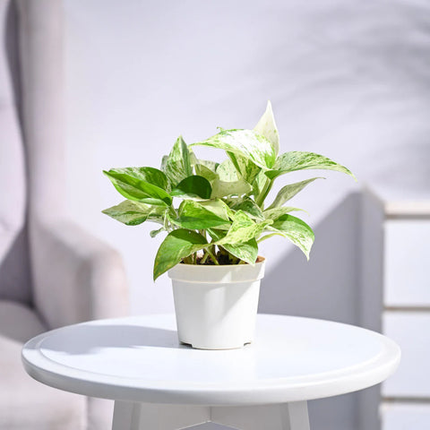 Money Plant Marble