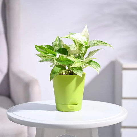 Money Plant Marble