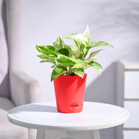 Money Plant Marble