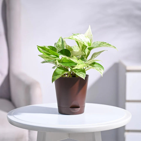 Money Plant Marble