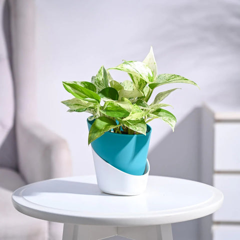 Money Plant Marble