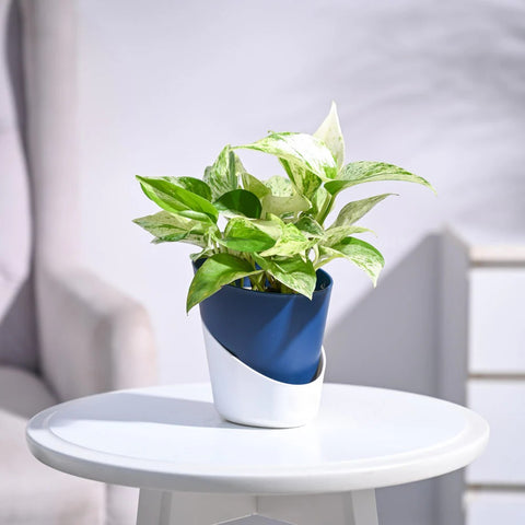 Money Plant Marble