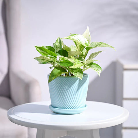 Money Plant Marble