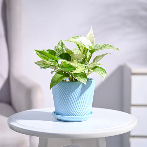 Money Plant Marble