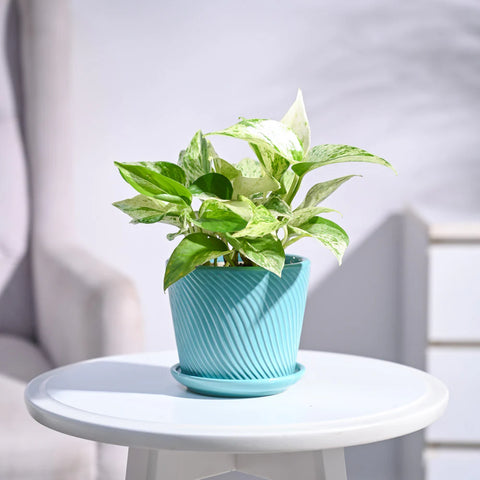Money Plant Marble