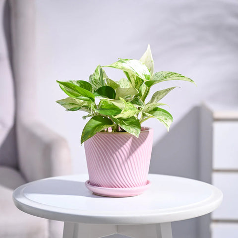 Money Plant Marble