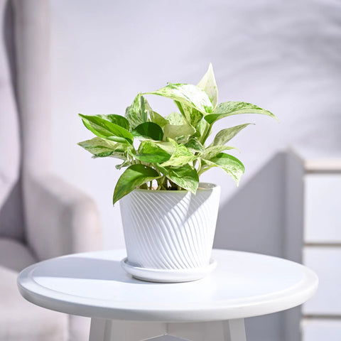 Money Plant Marble