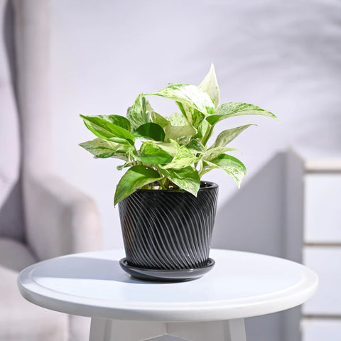 Money Plant Marble