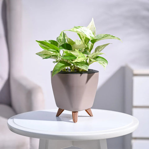 Money Plant Marble