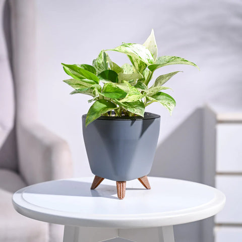 Money Plant Marble