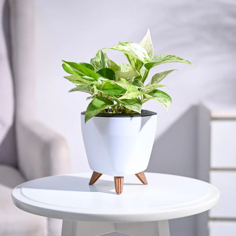 Money Plant Marble