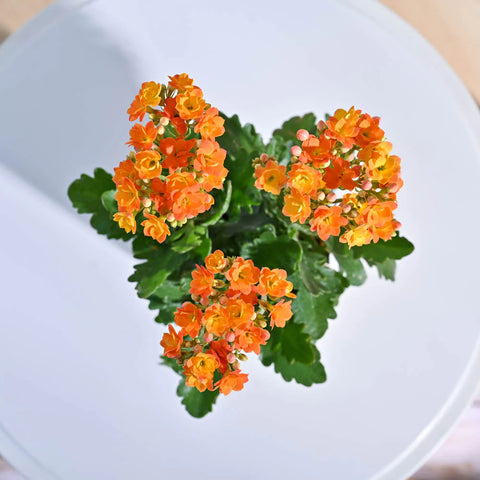 Kalanchoe Orange