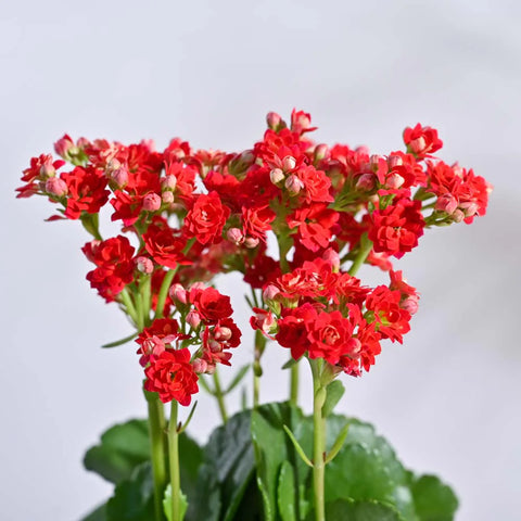 Kalanchoe Red