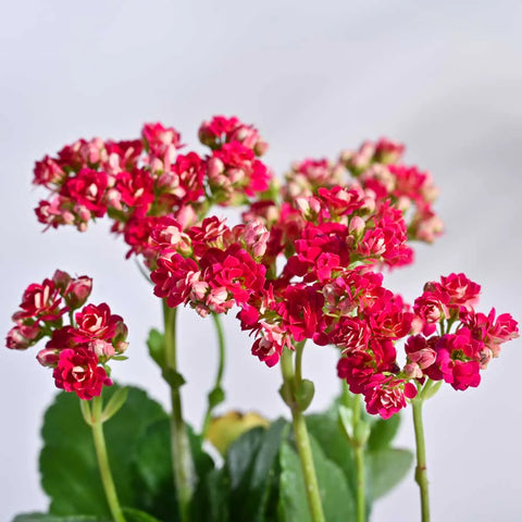 Kalanchoe - Pink