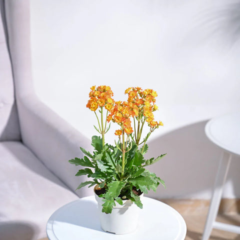 Kalanchoe Orange