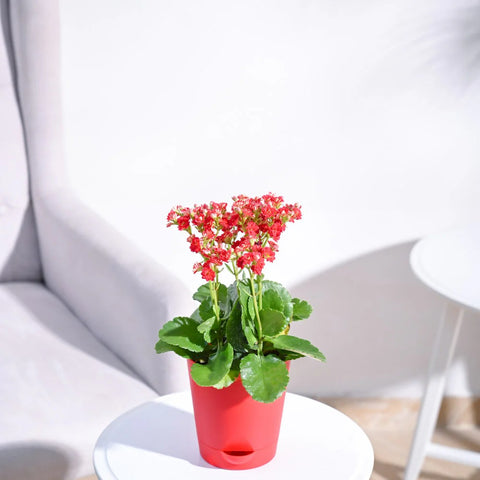 Kalanchoe Red