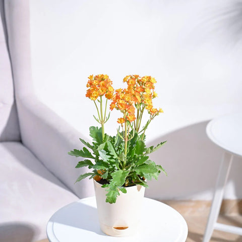 Kalanchoe Orange