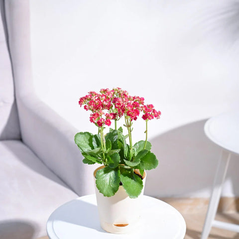 Kalanchoe - Pink