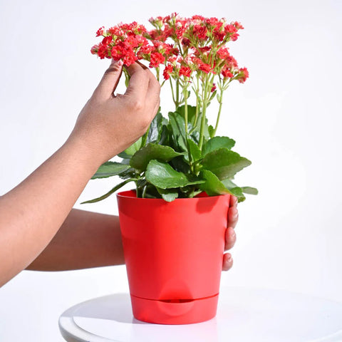 Kalanchoe Red