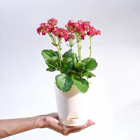 Kalanchoe - Pink