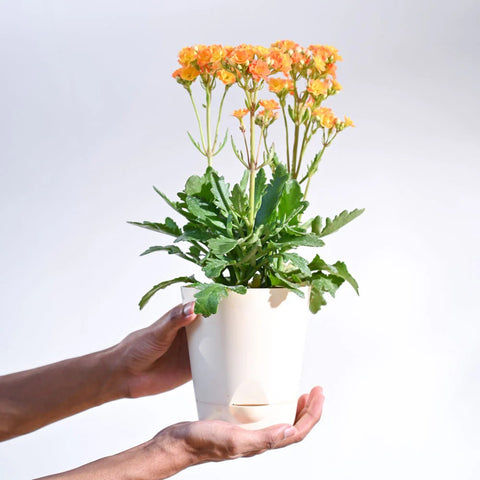 Kalanchoe Orange