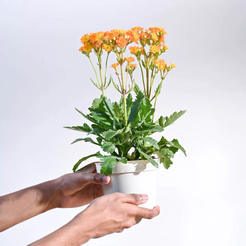 Kalanchoe Orange
