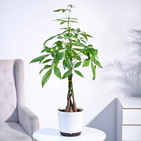 Money Tree