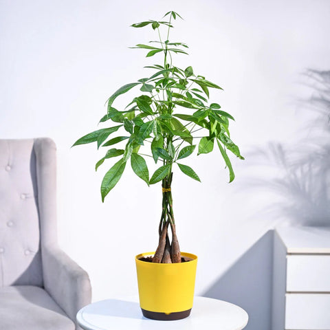 Money Tree