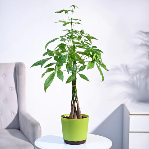 Money Tree