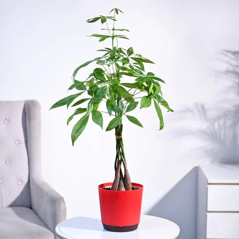 Money Tree