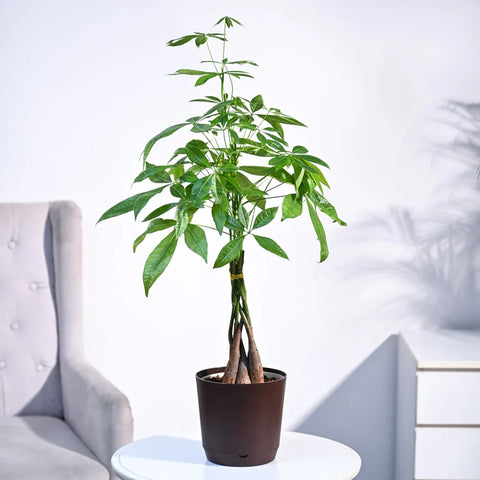 Money Tree