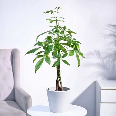 Money Tree