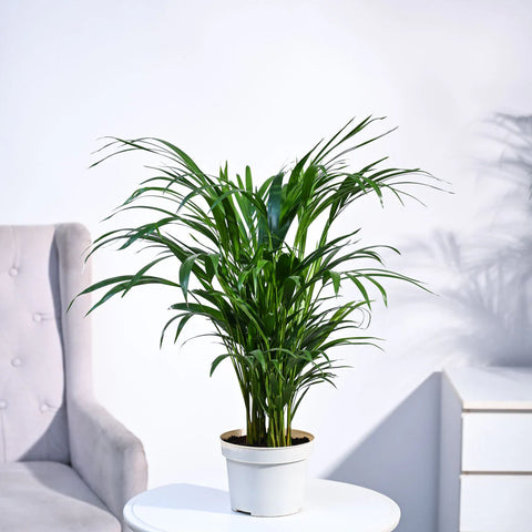 Areca Palm