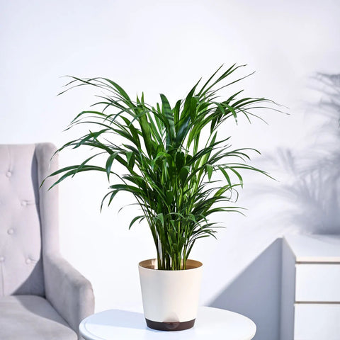 Areca Palm