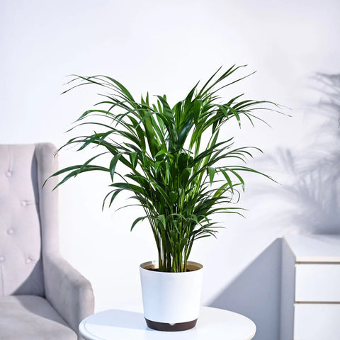 Areca Palm