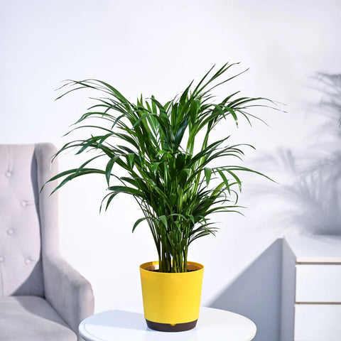Areca Palm
