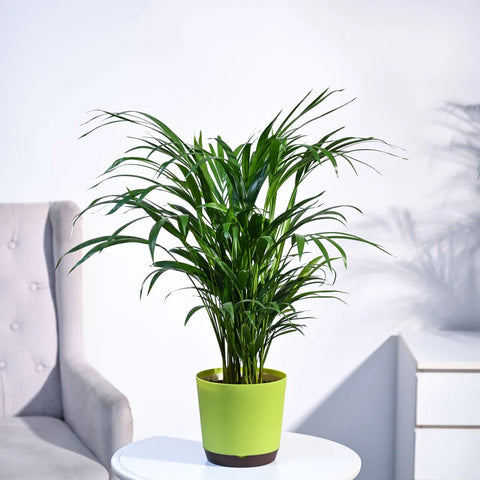 Areca Palm