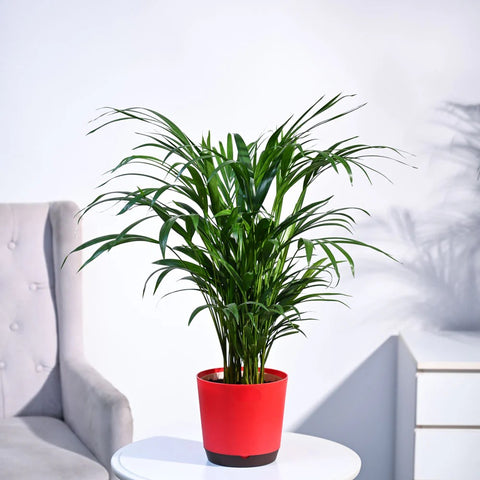 Areca Palm