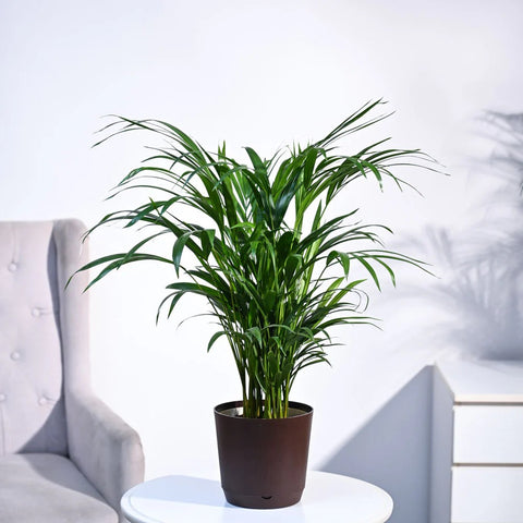 Areca Palm
